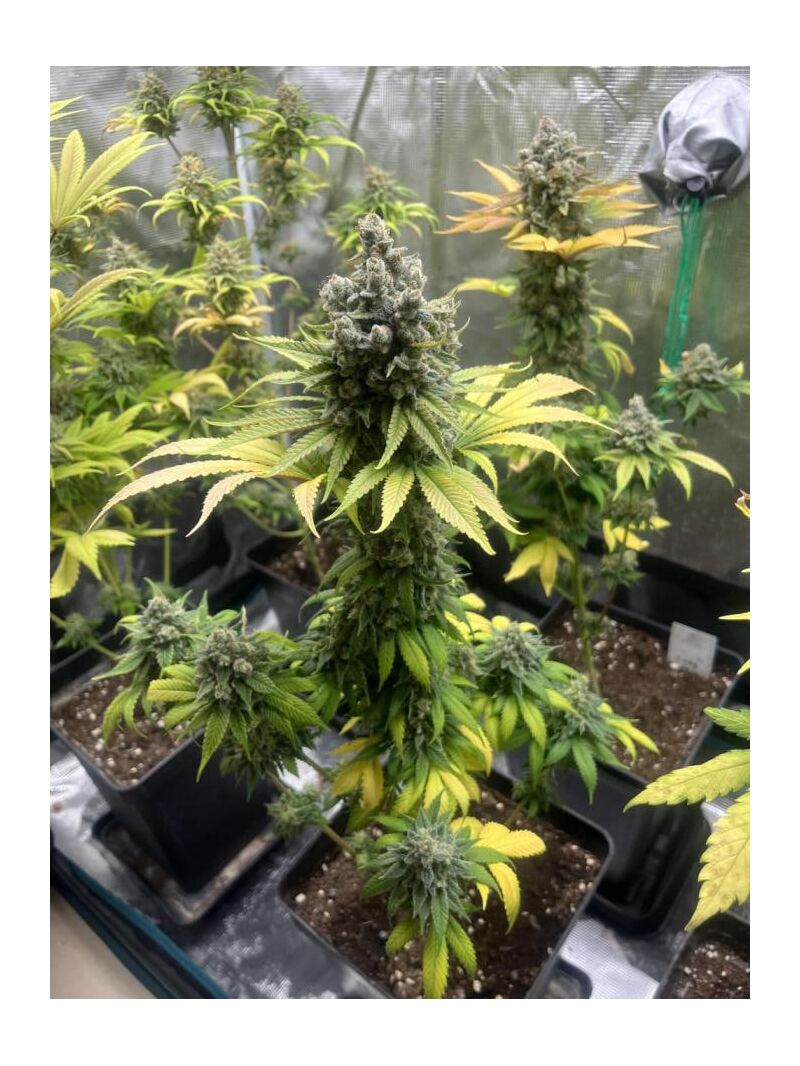 Granny's Home, Фасовка: 1, изображение 3